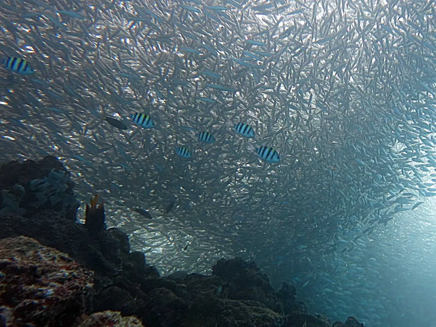 Sardines and sergeant major fish at Moalboal, Cebu